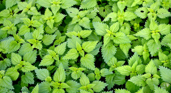 Stinging Nettle is a gift to health