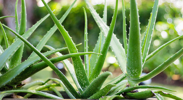 Better health with aloe vera.