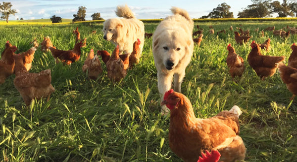 Innovative food supply is blue skies for farmers and better food